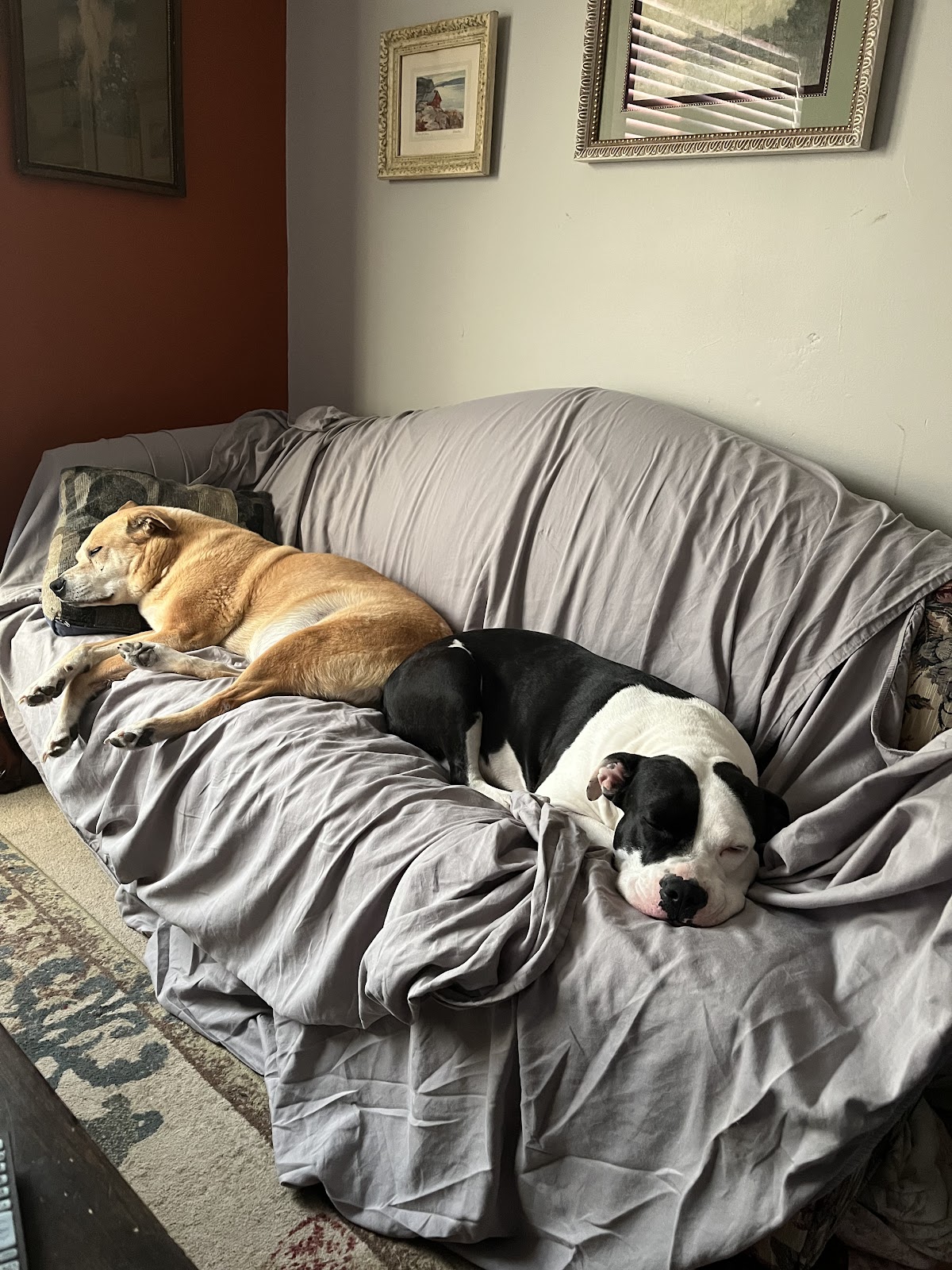 Scoop Brothers K-9 Waste Removal Service - Photo 3