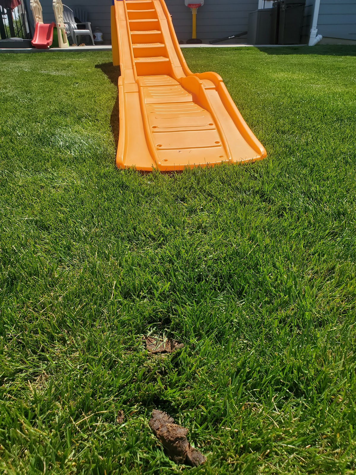 Dr. Scoops Pet Waste Removal - Photo 2