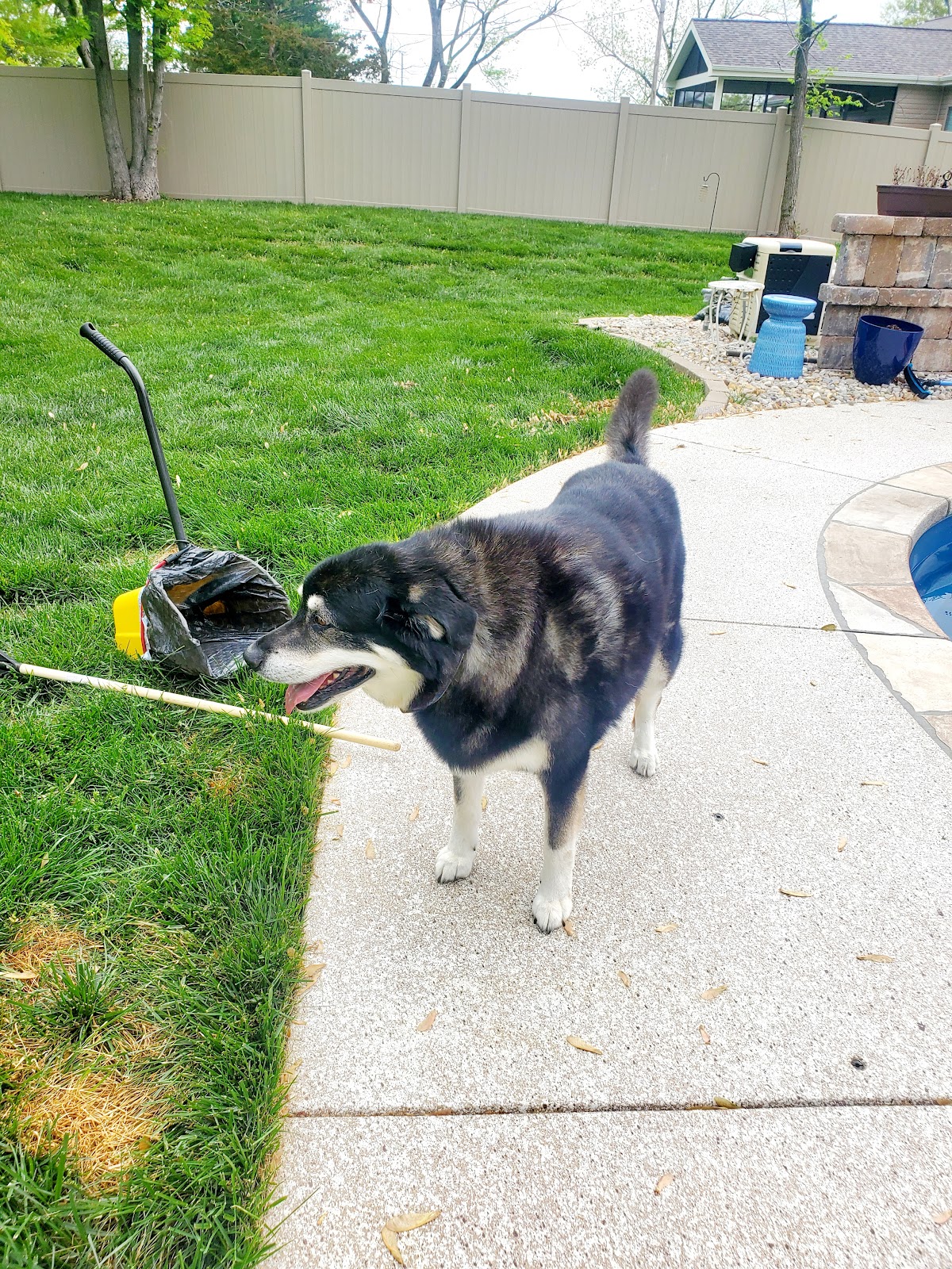 Dr. Scoops Pet Waste Removal - Photo 4