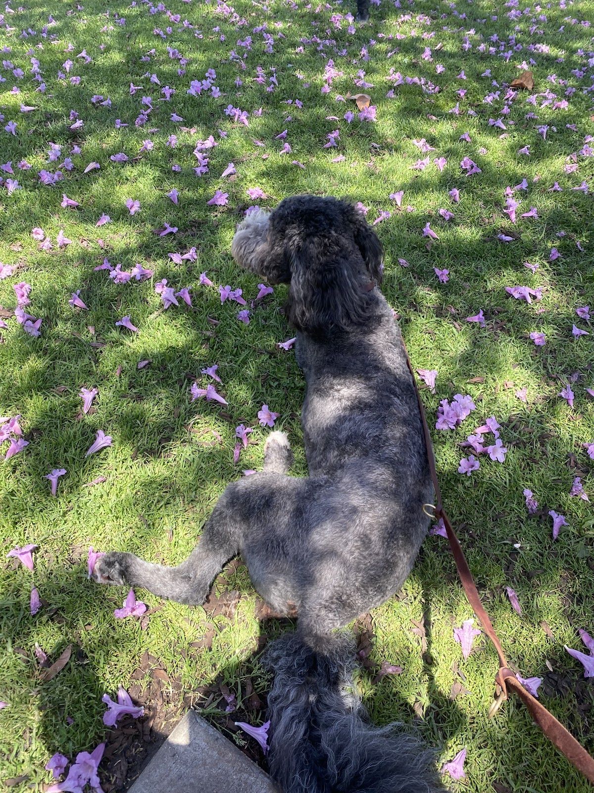 Peninsula Poop Patrol - Photo 4