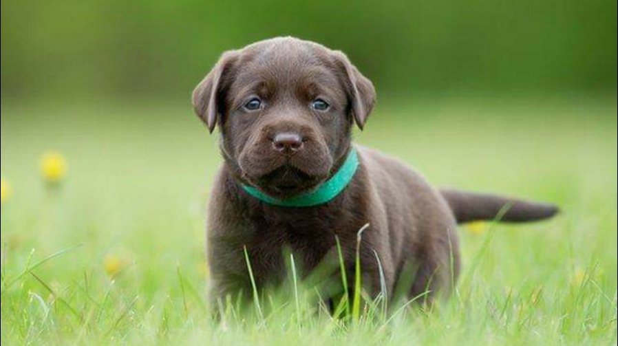 Hey Boo Boo Pet Waste Removal