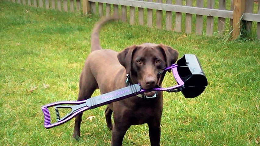 Number 2 Crew - Dog Pooper Scooper Service - Photo 2