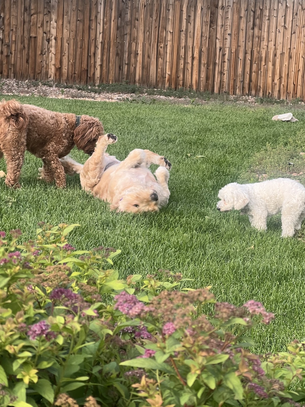 Rocky Mountain Pooper Scoopers of Denver - Photo 3