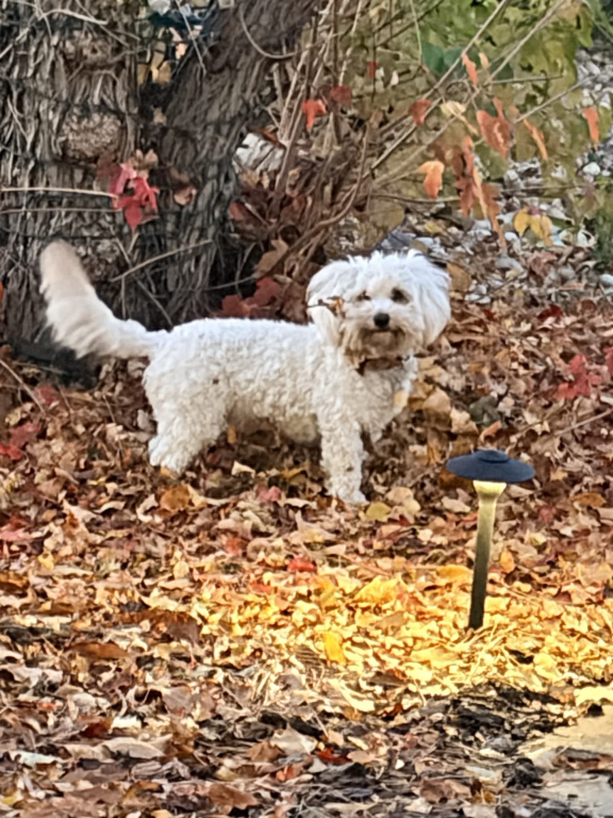 Rocky Mountain Pooper Scoopers of Denver - Photo 4