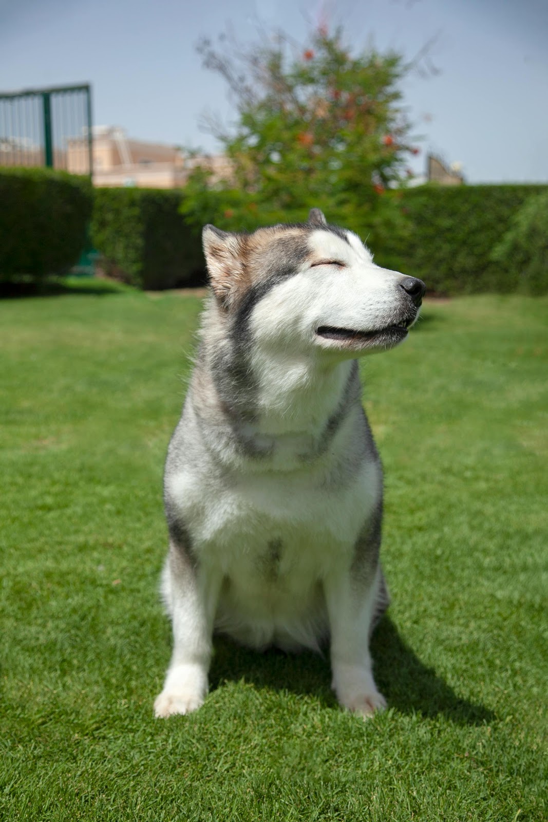 Mister Scooper - Pet Waste Removal - Photo 2