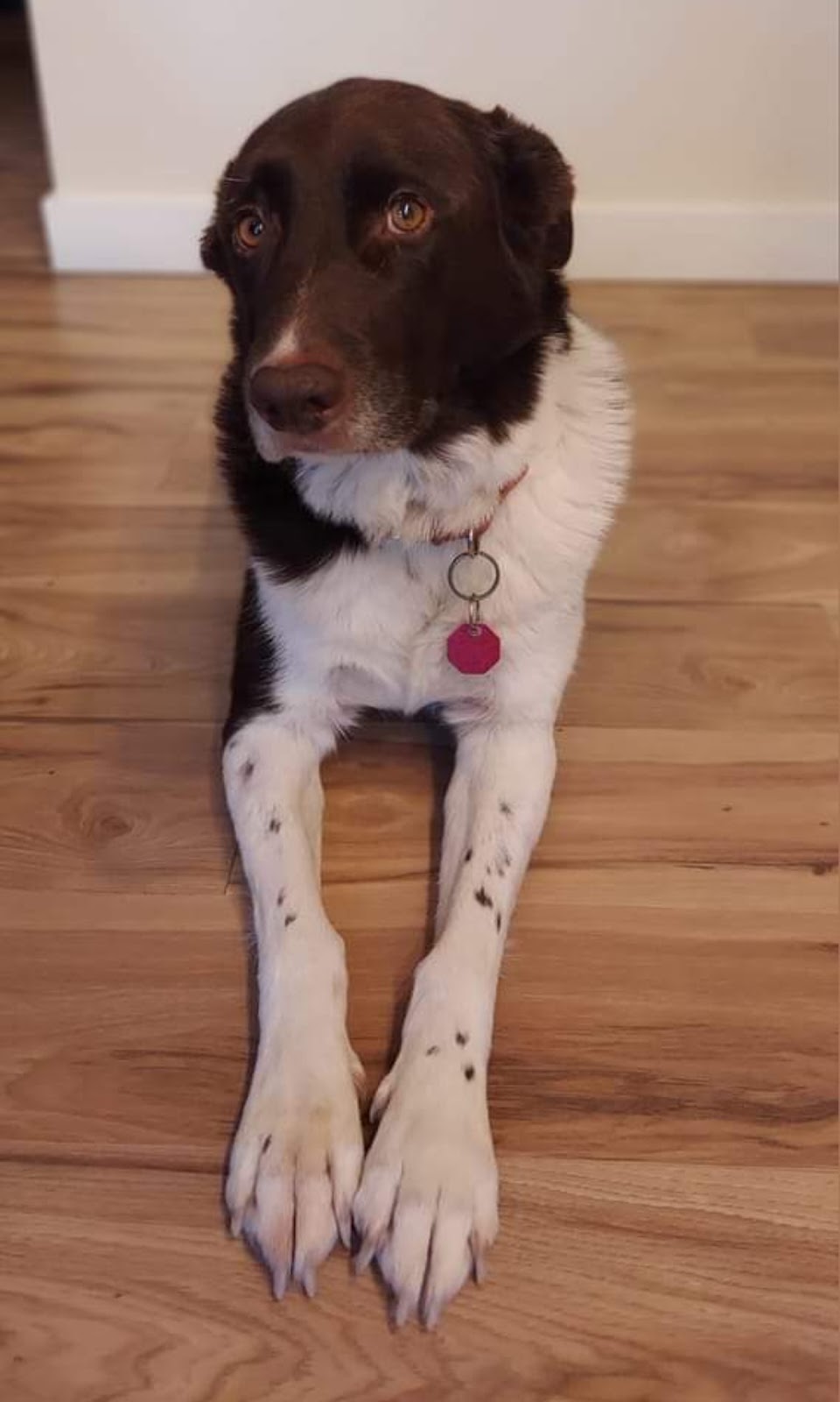 Pierce Poop Patrol - Photo 2