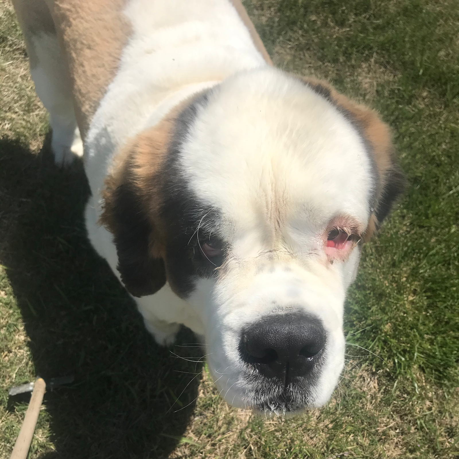 POOP 911 Central DFW - Photo 3