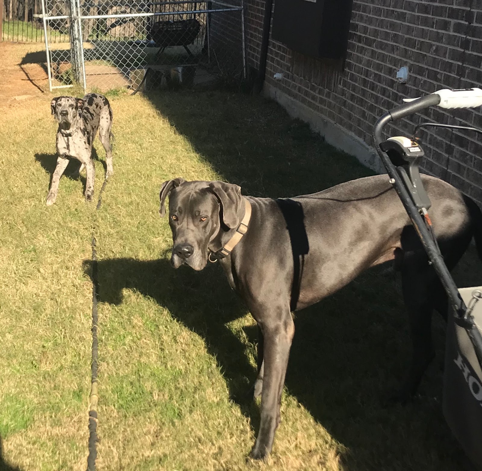 POOP 911 Central DFW - Photo 4