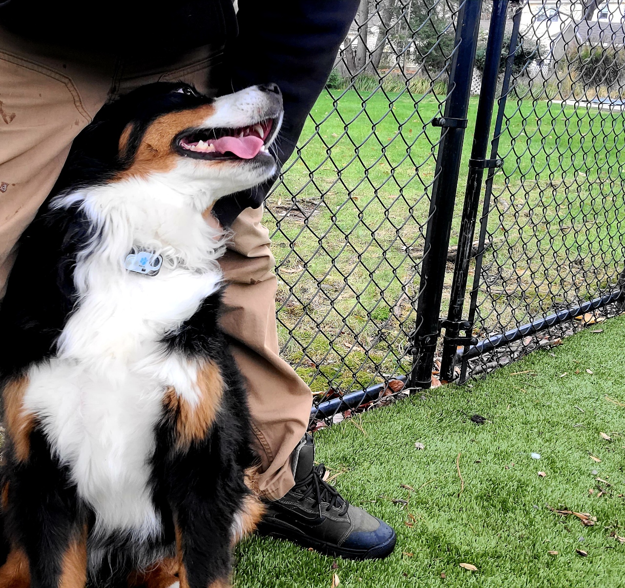 Poop Scoop Guys - Photo 2