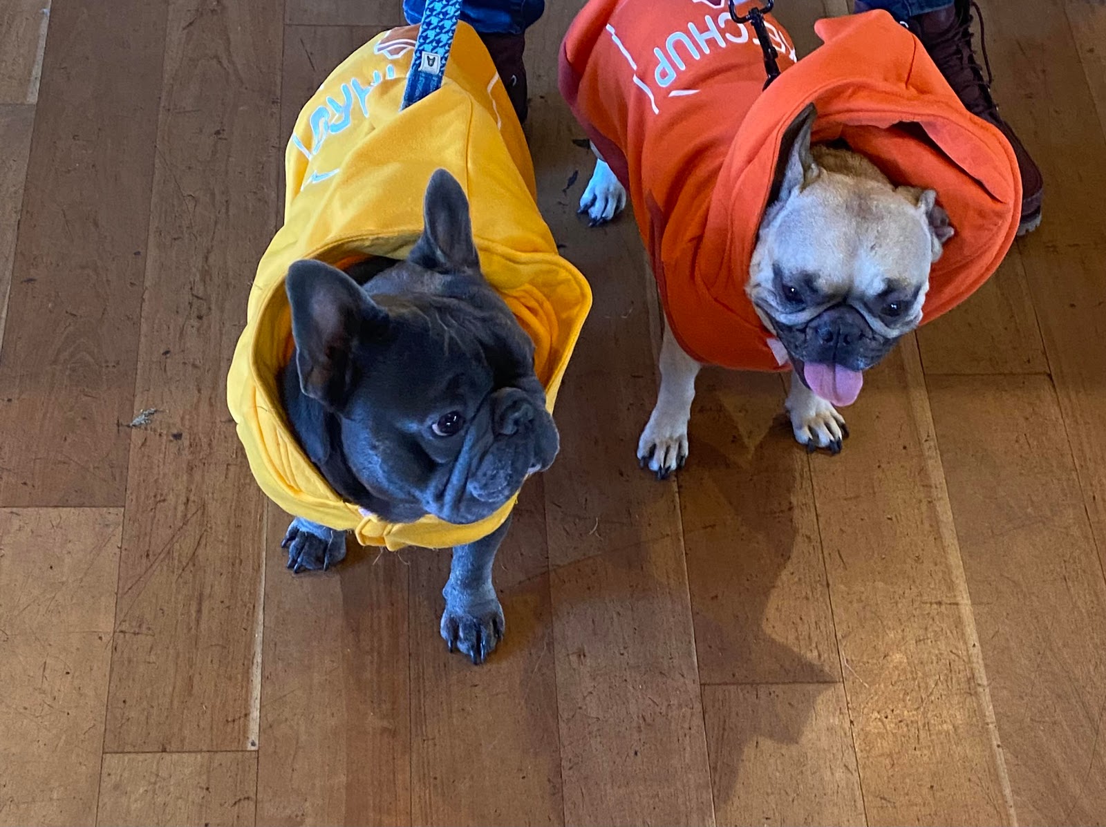 Poop Scoop Guys - Photo 3