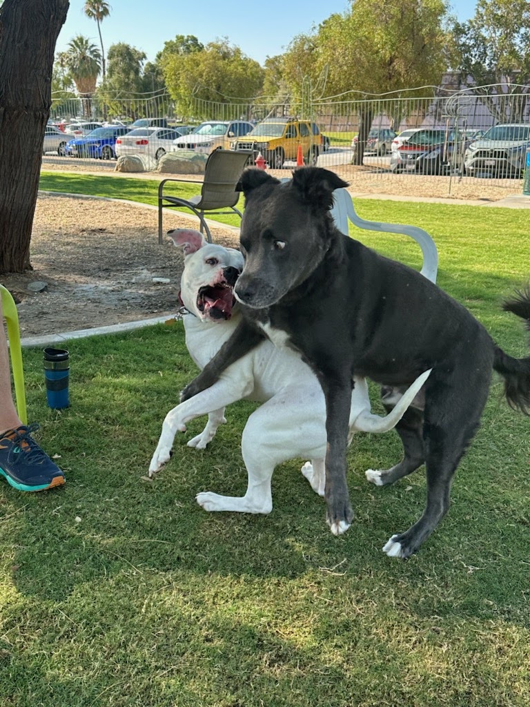 We Scoop Your Poo - Photo 4