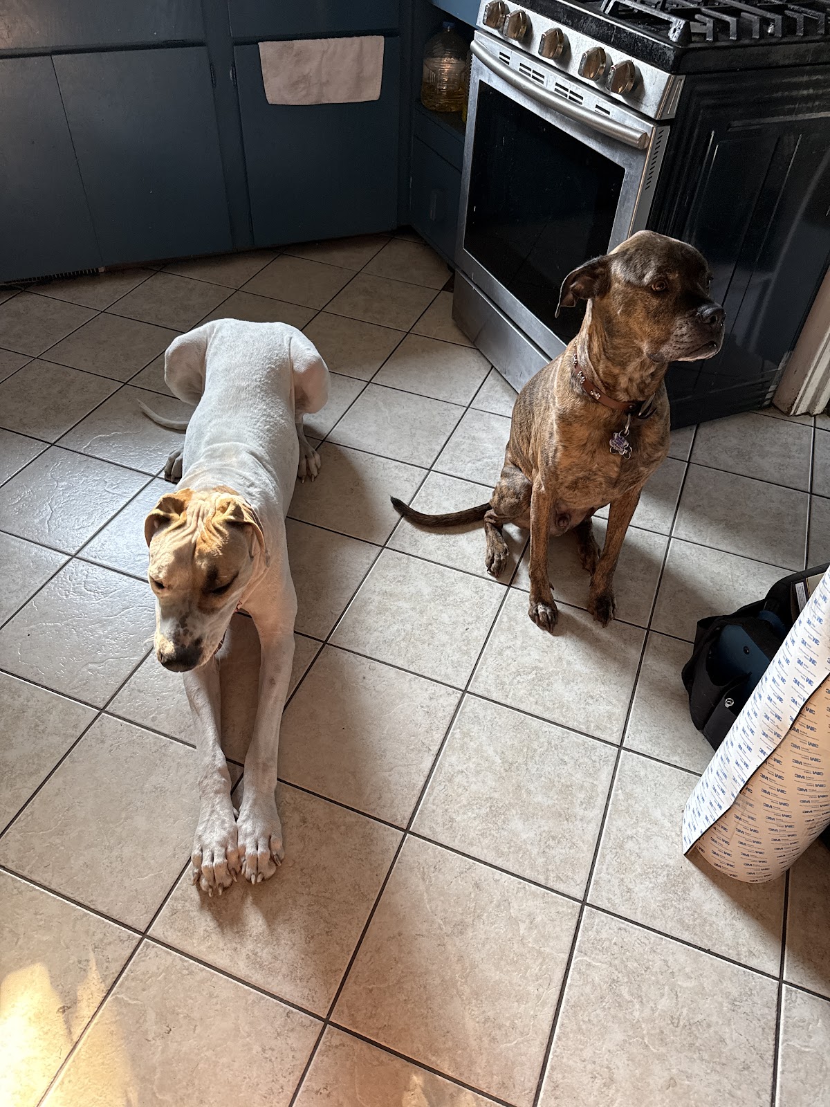 Poopy Poochy - Pet Waste Removal