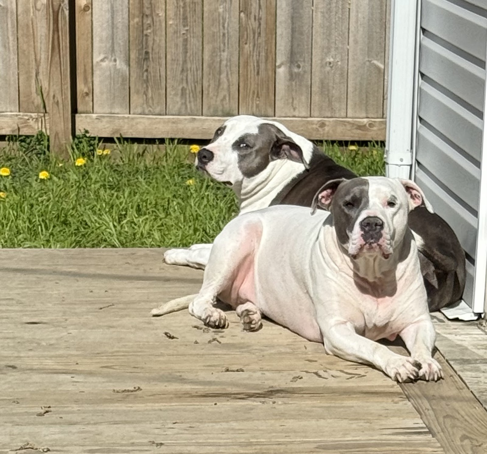 Poopy Poochy - Pet Waste Removal - Photo 2