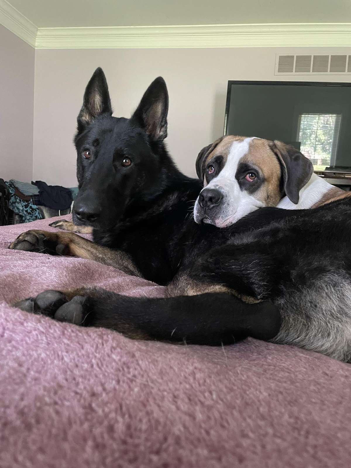 Poopy Poochy - Pet Waste Removal - Photo 3