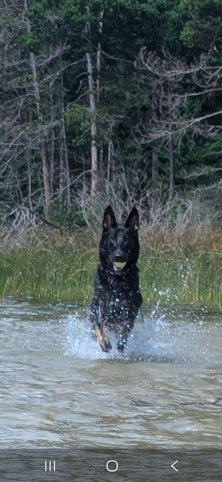 Poopy Poochy - Pet Waste Removal - Photo 4