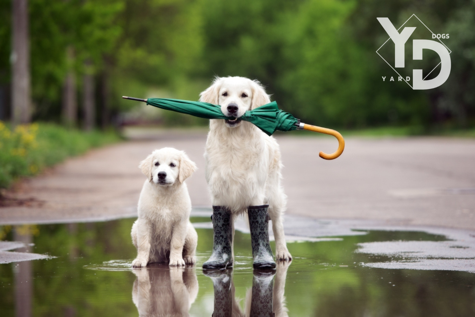 Yard Dogs LLC - Pet Waste Removal Service