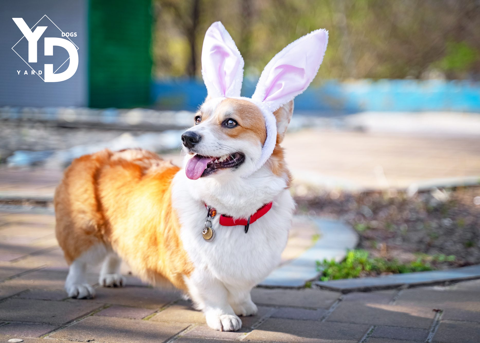 Yard Dogs LLC - Pet Waste Removal Service - Photo 2