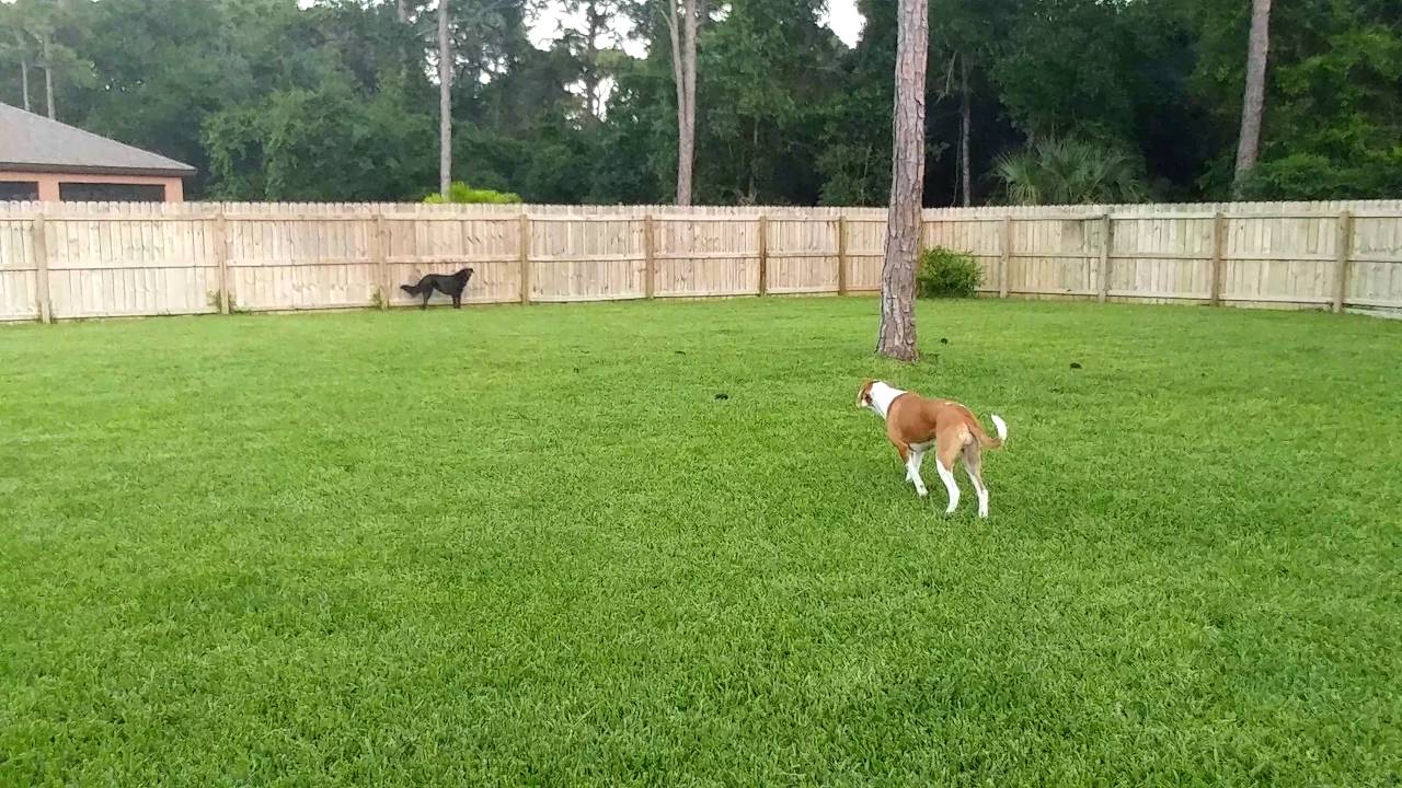 POOP 911 Collier County - Photo 4