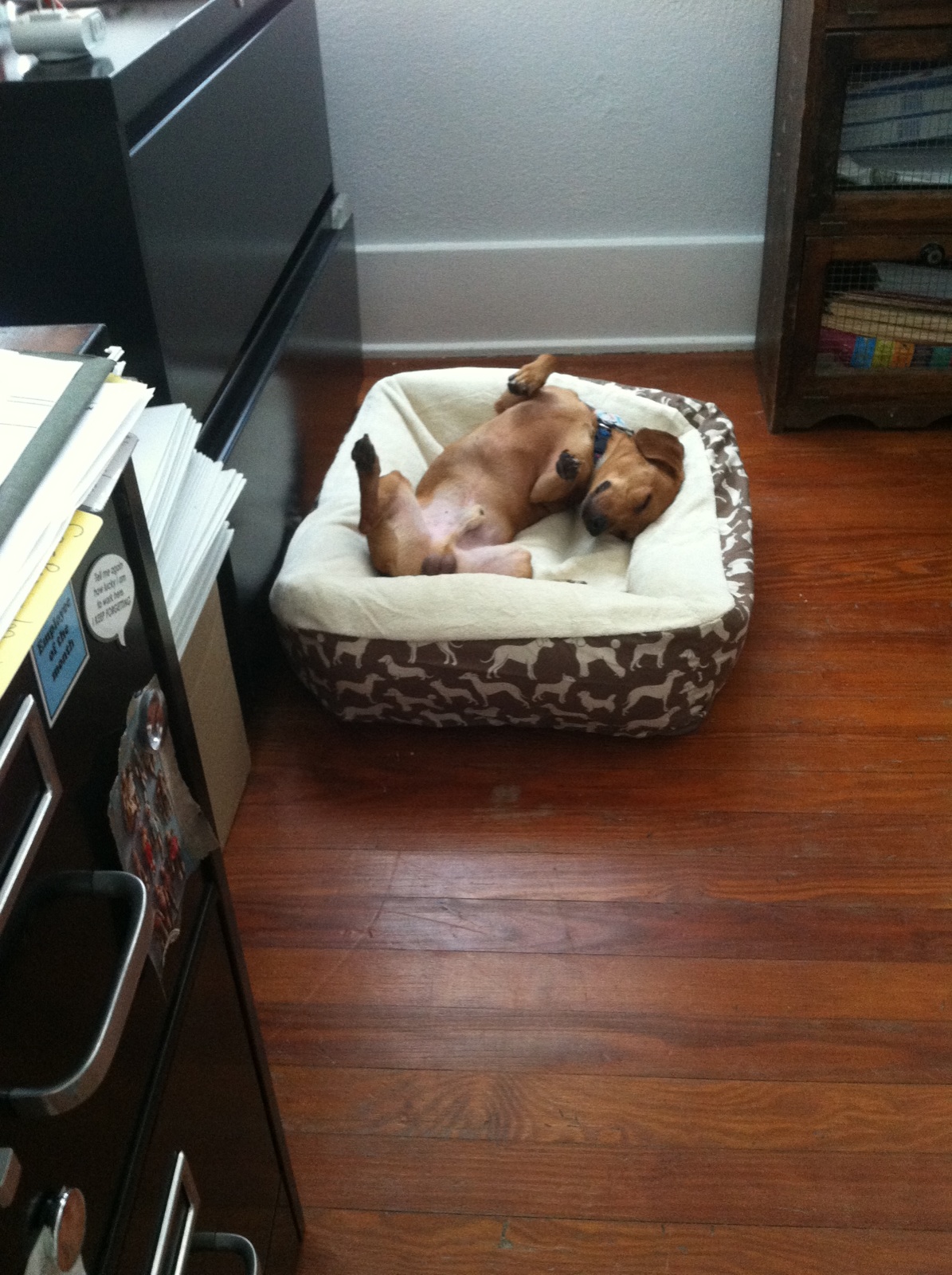 Doggie Yard Maid Dog Waste Removal Service - Photo 2