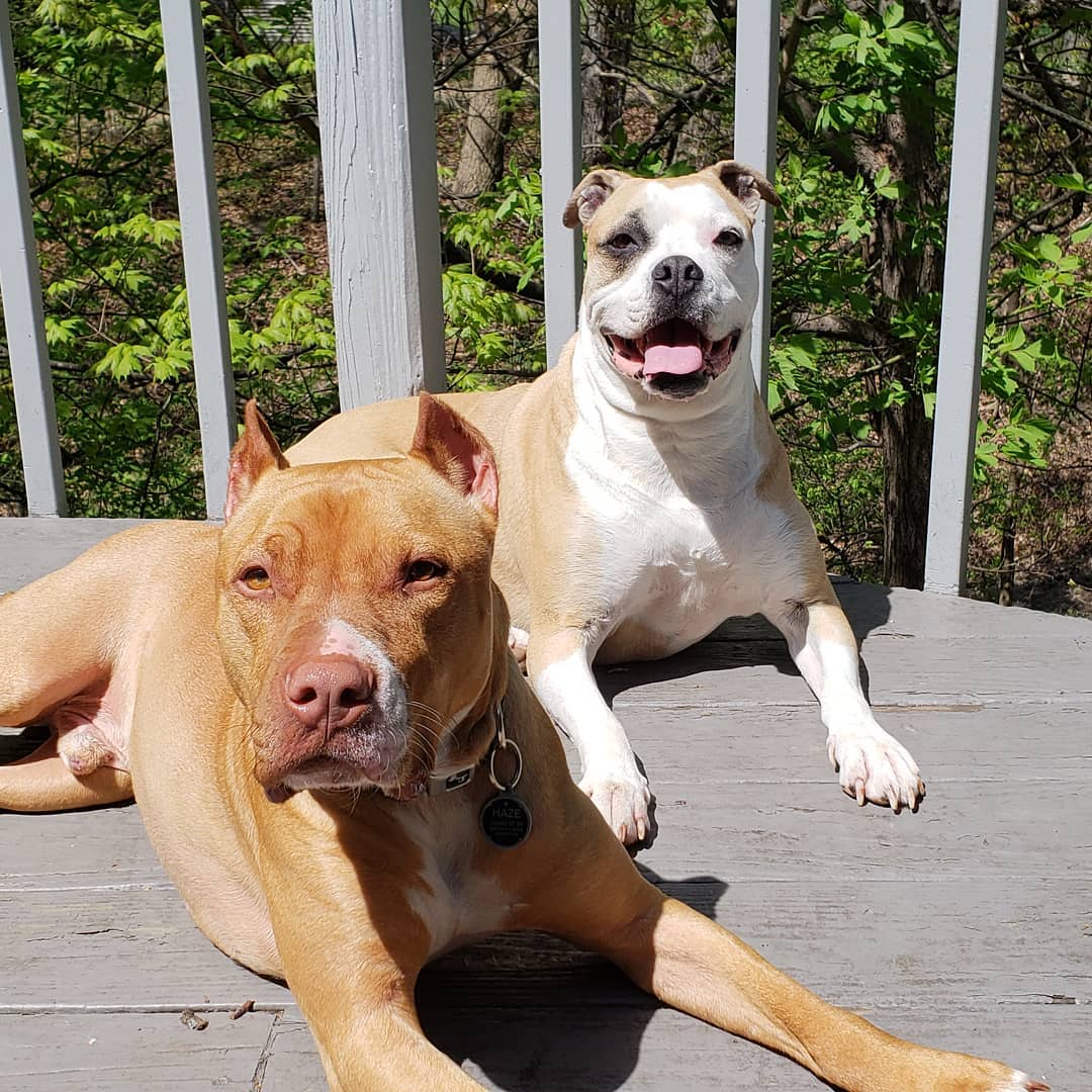 Doggie Yard Maid Dog Waste Removal Service - Photo 3