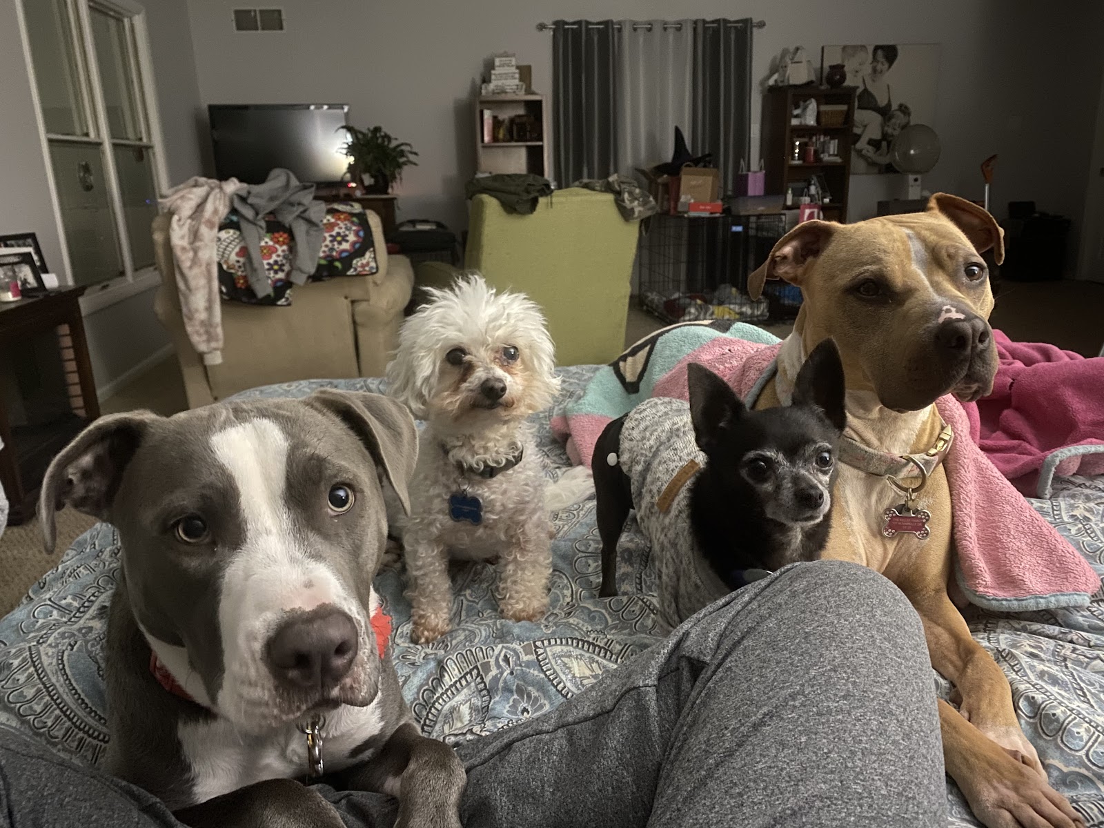 The Pootector - Photo 2