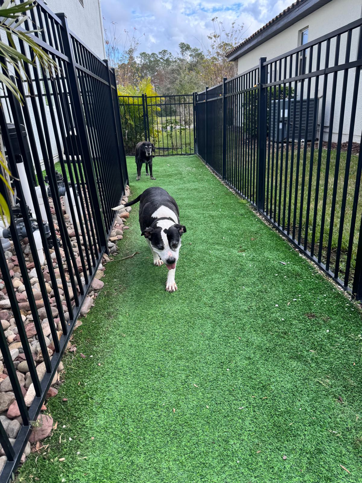 Scout & Scoop - Photo 2