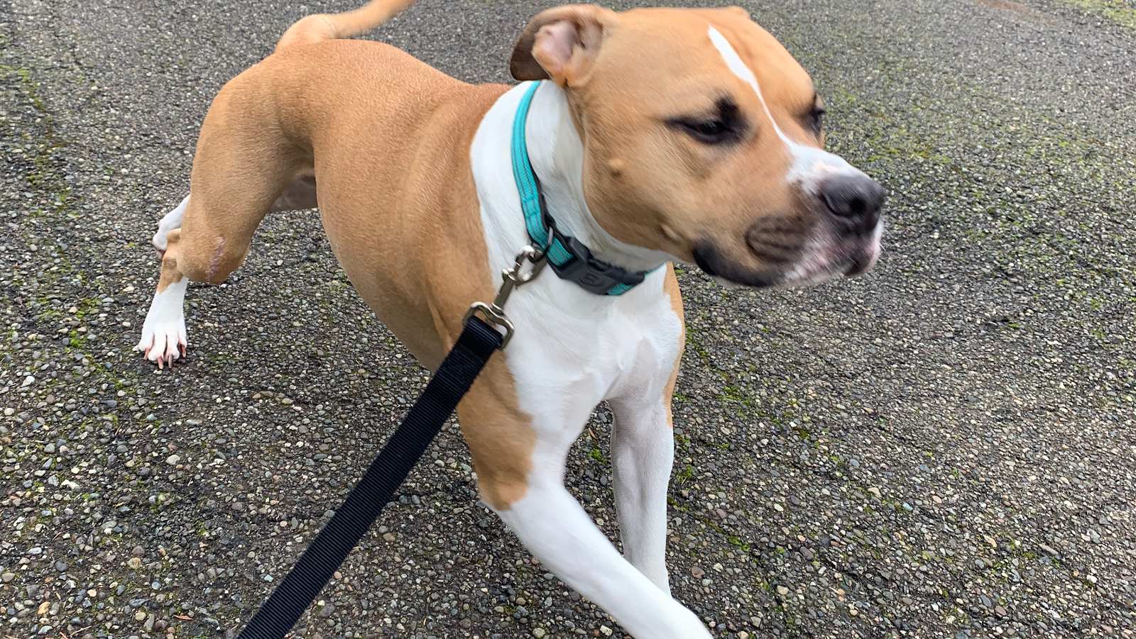 Hoodsport Pet Sitting & Waste Removal, LLC