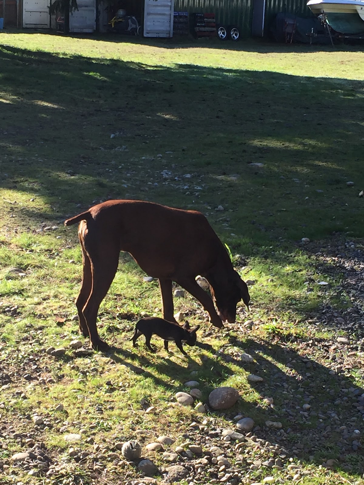 Hoodsport Pet Sitting & Waste Removal, LLC - Photo 2