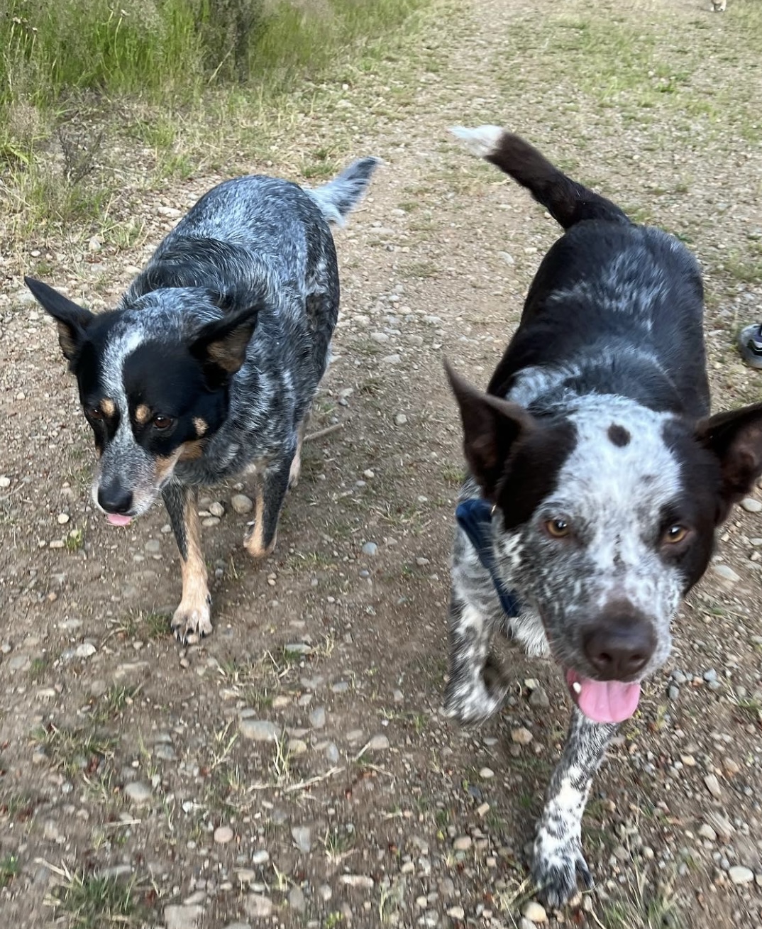 Hoodsport Pet Sitting & Waste Removal, LLC - Photo 3