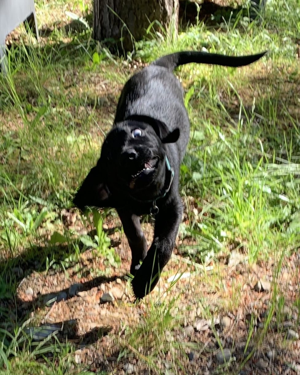 Hoodsport Pet Sitting & Waste Removal, LLC - Photo 4