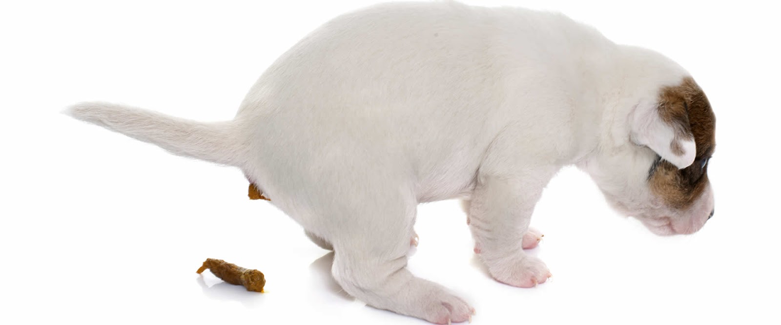 Sammy's Pooper Scooper