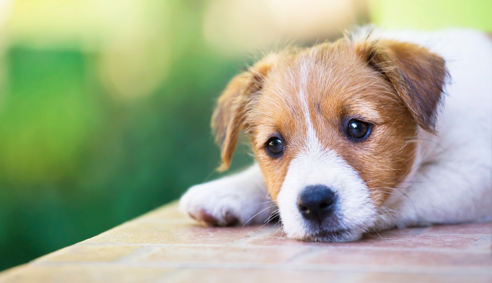 Sammy's Pooper Scooper - Photo 2