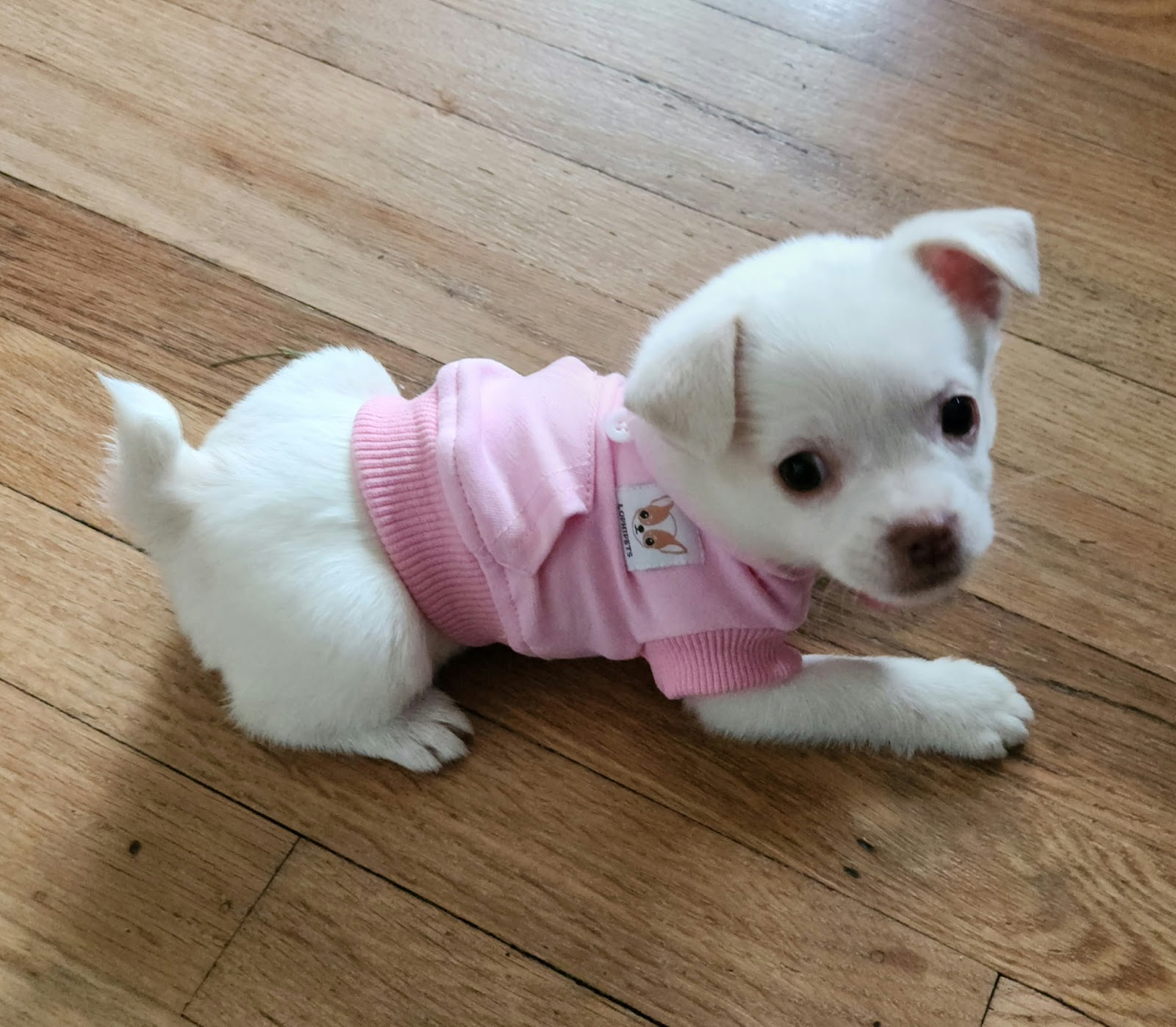 Daisy's Pooping Scooping