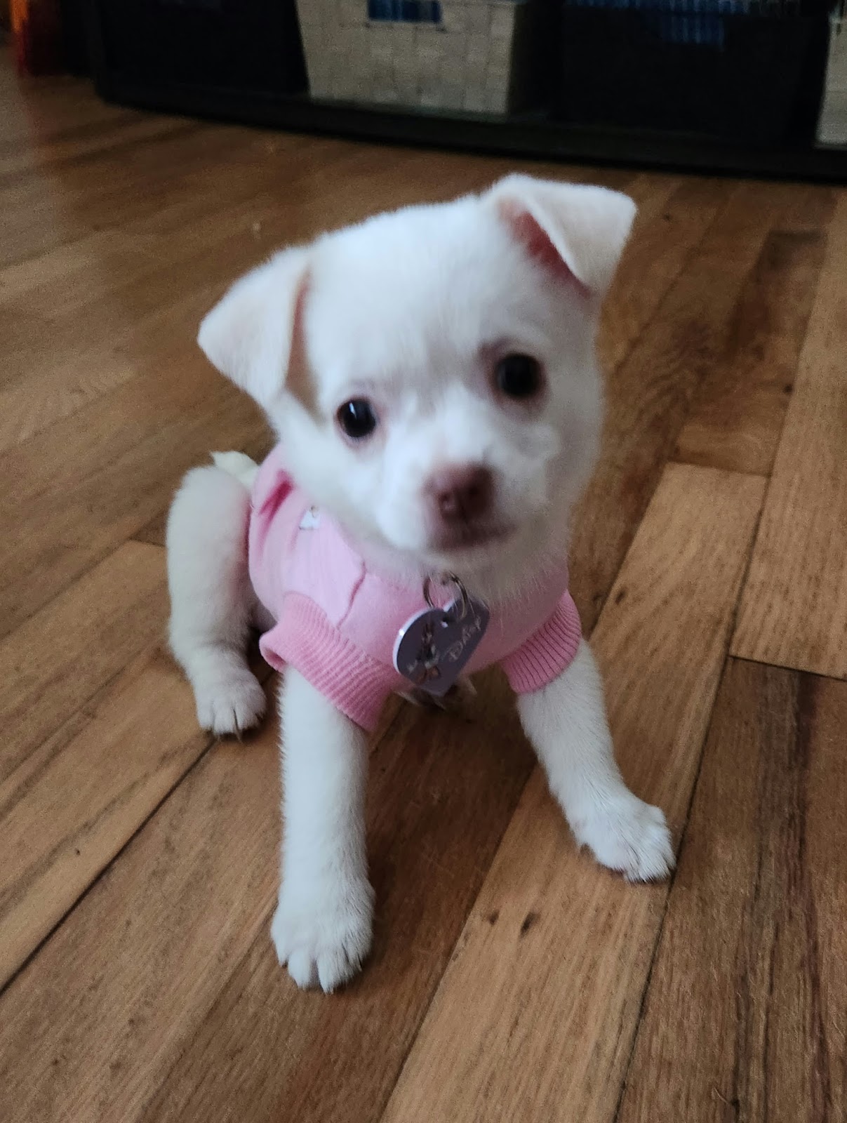 Daisy's Pooping Scooping - Photo 2