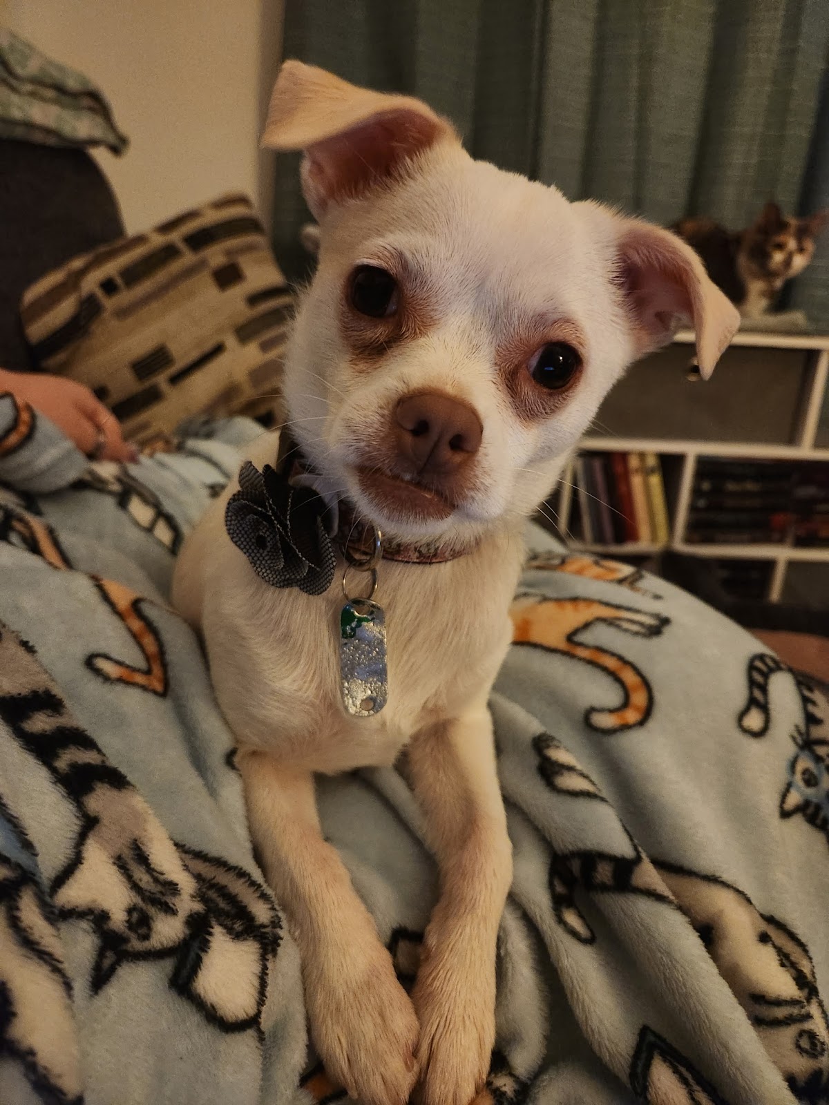 Daisy's Pooping Scooping - Photo 4