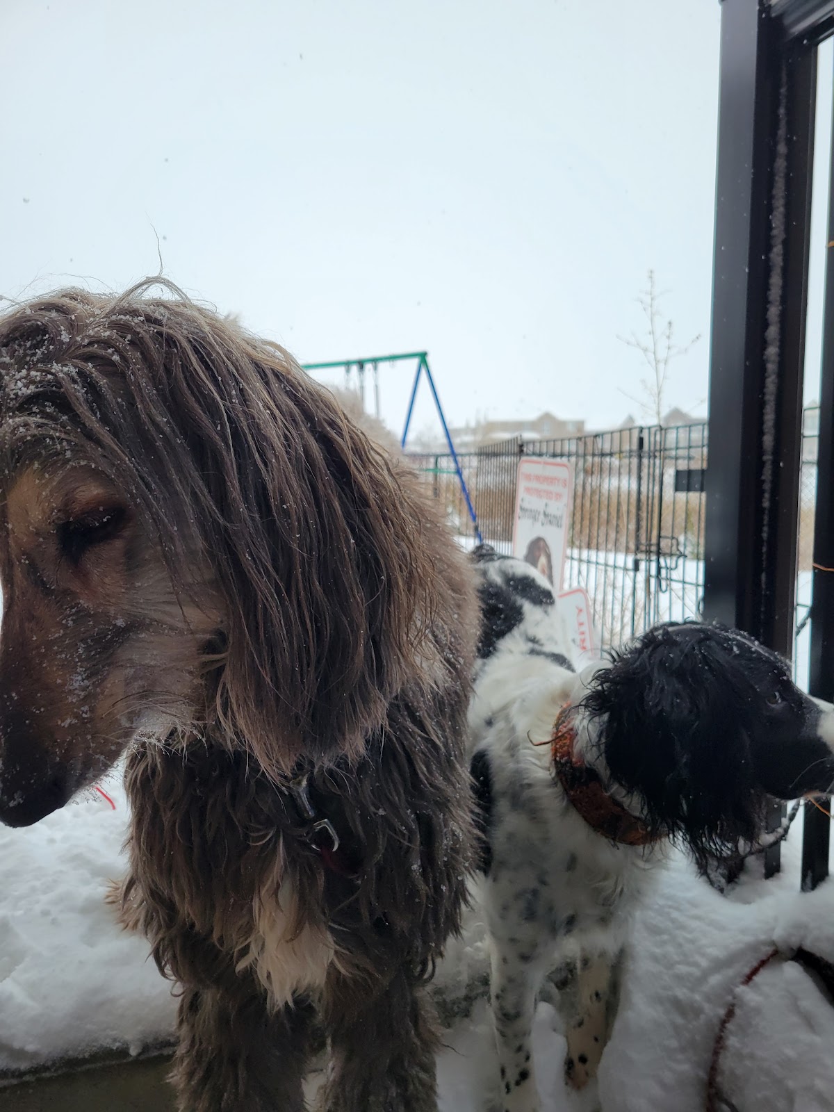 doggie doo doo disposal services - Photo 3