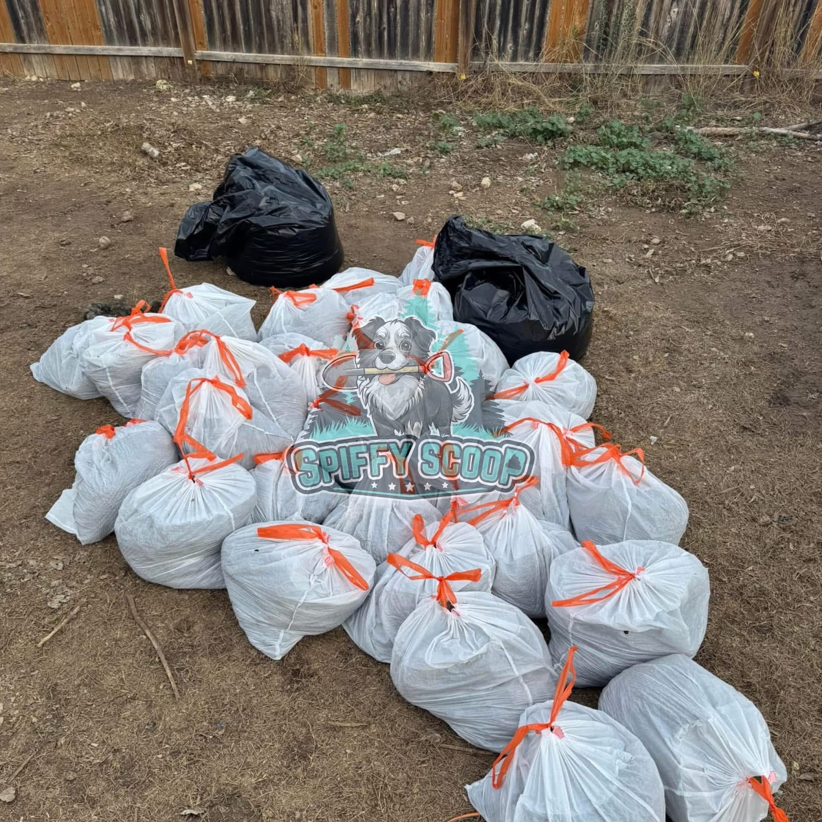 Spiffy Scoop - Photo 3