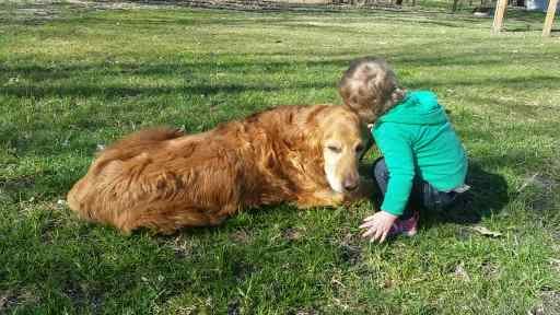 West Metro Canine Cleanup