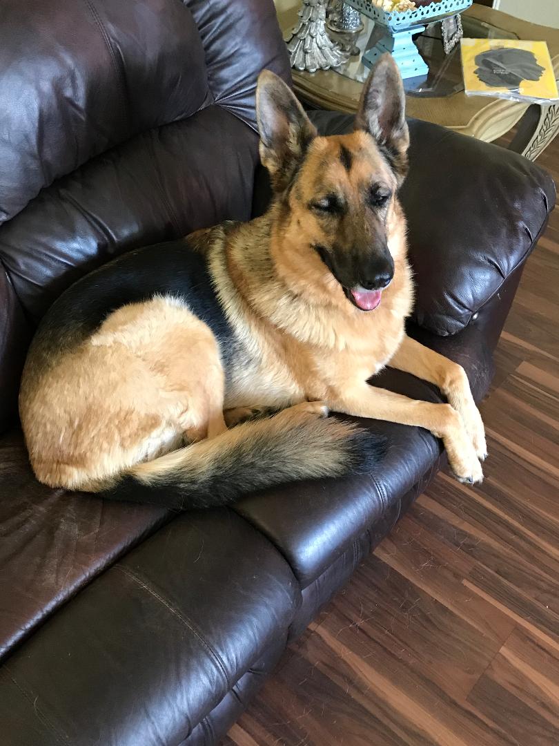 Pappy The Pooper Scooper - Photo 4