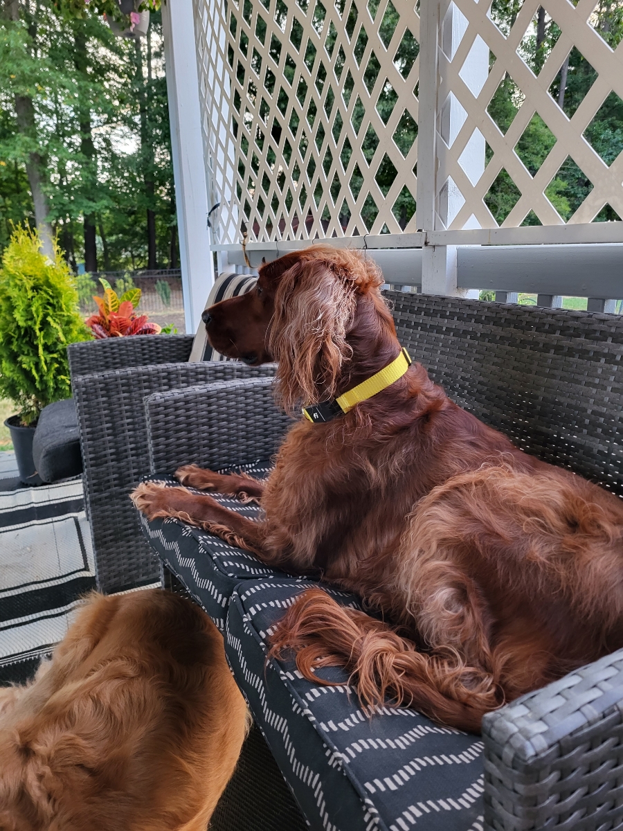 Little Landmines Poop Scoop Services - Photo 2