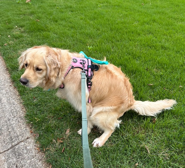 Poop Troop Group - Photo 4