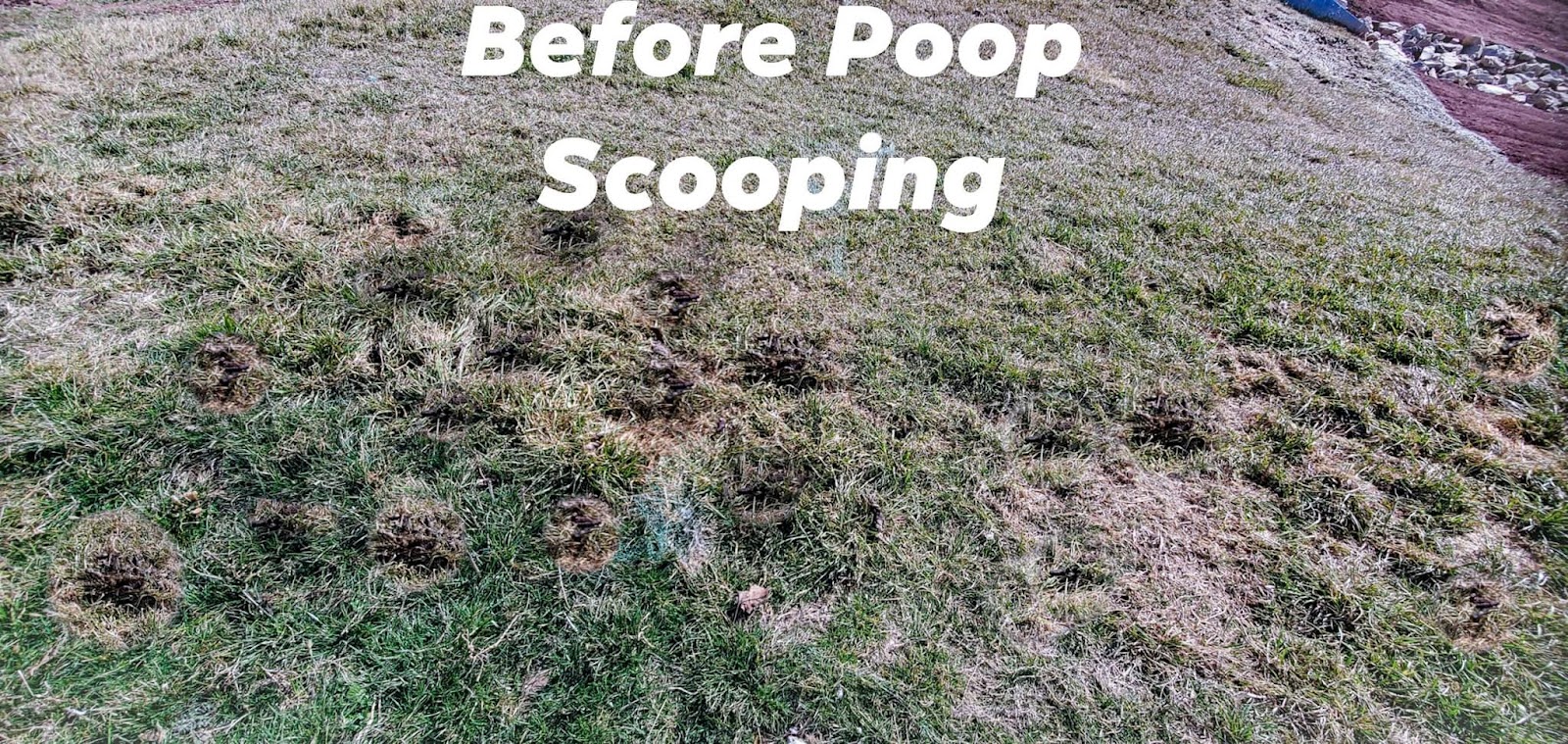 Canine Waste Removal - Photo 2