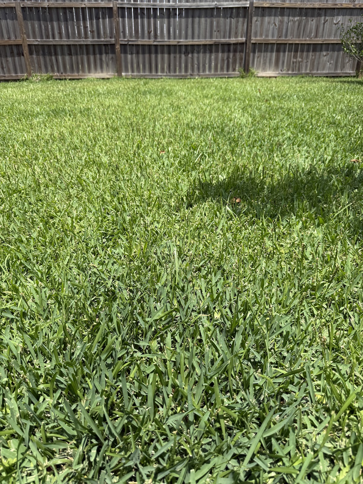 Scoop 'N Geaux - Photo 2