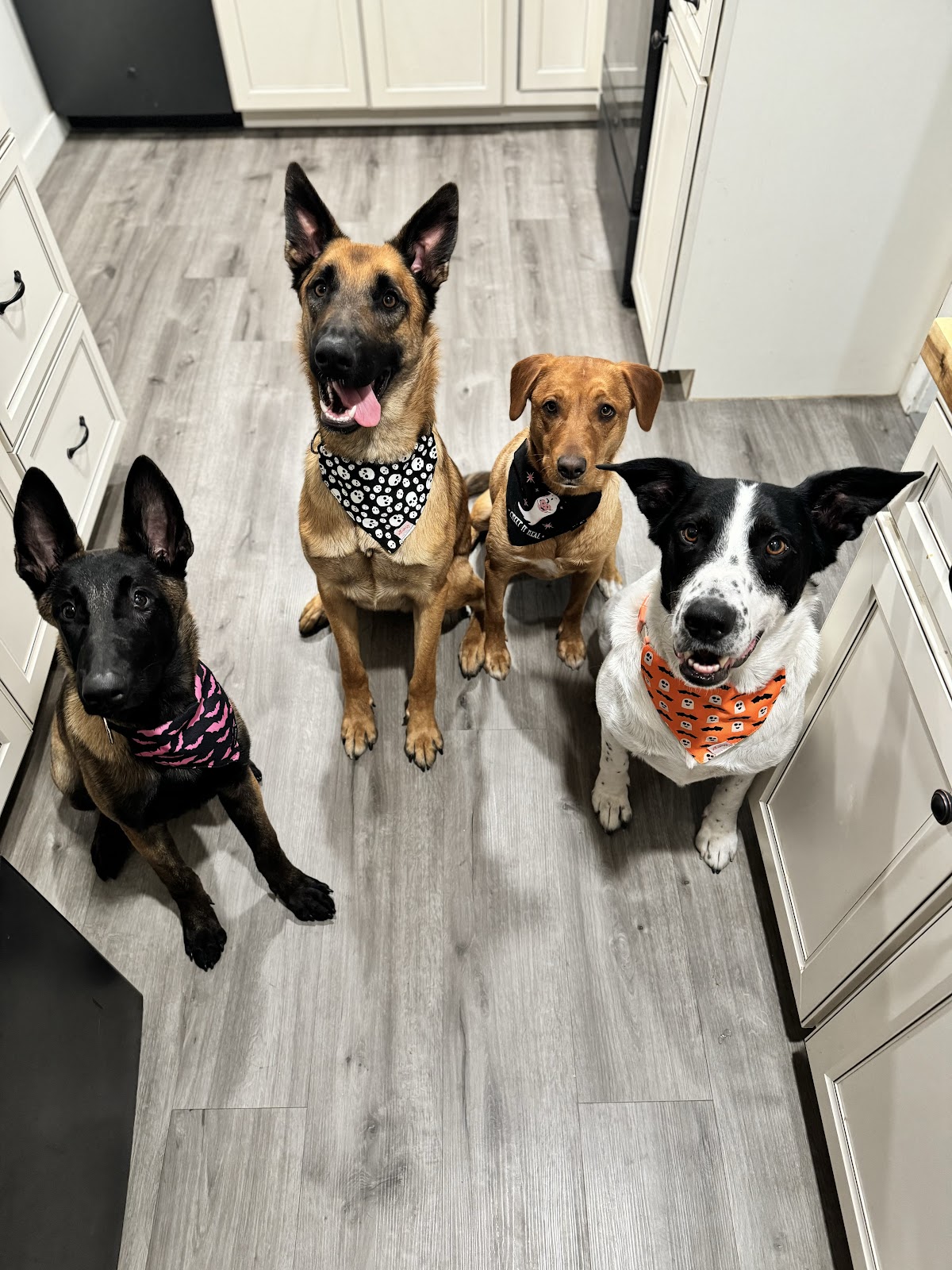 Scoop Hero Tri-Cities Pooper Scooper Service