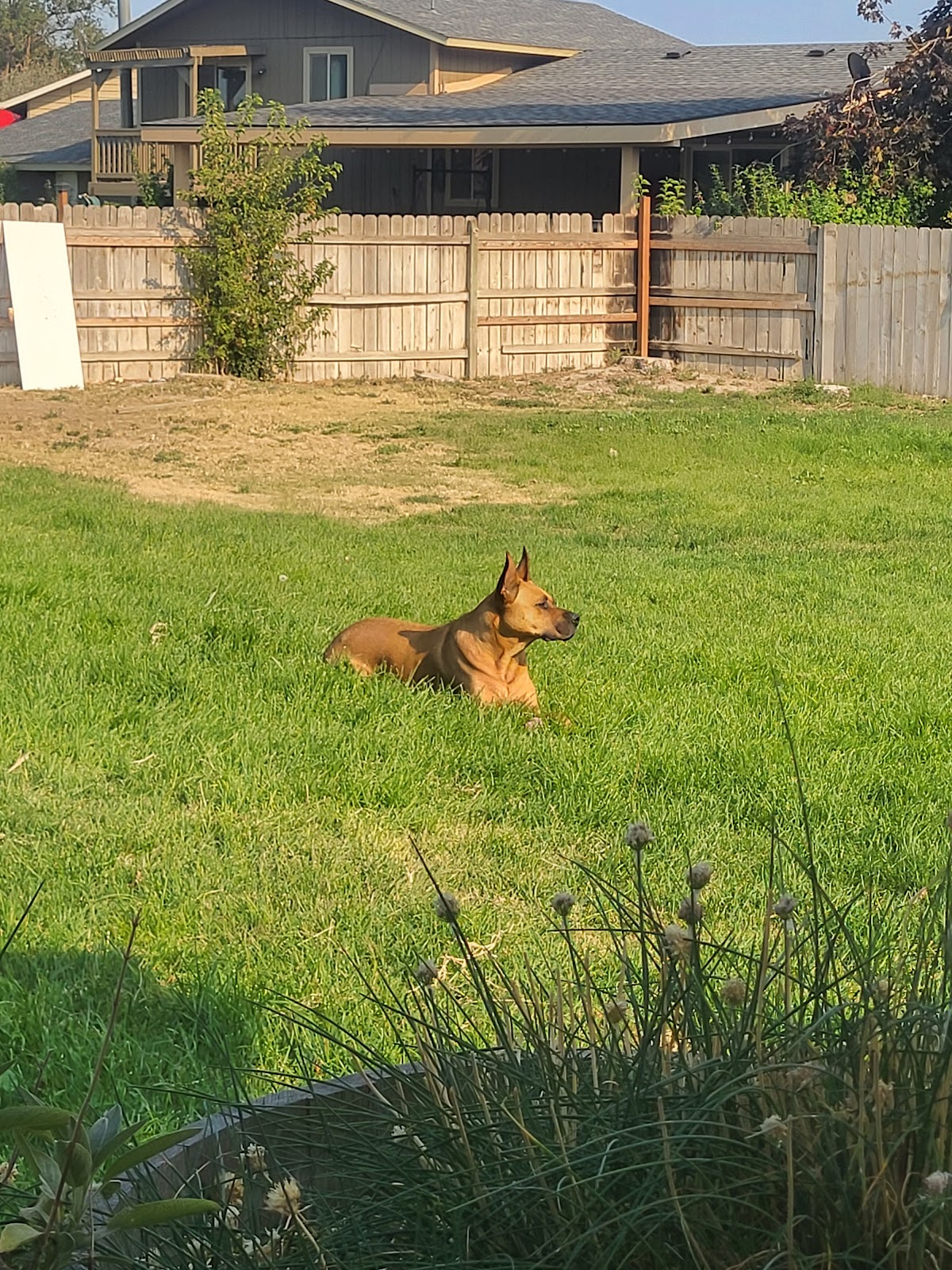 Scoop Hero Tri-Cities Pooper Scooper Service - Photo 2