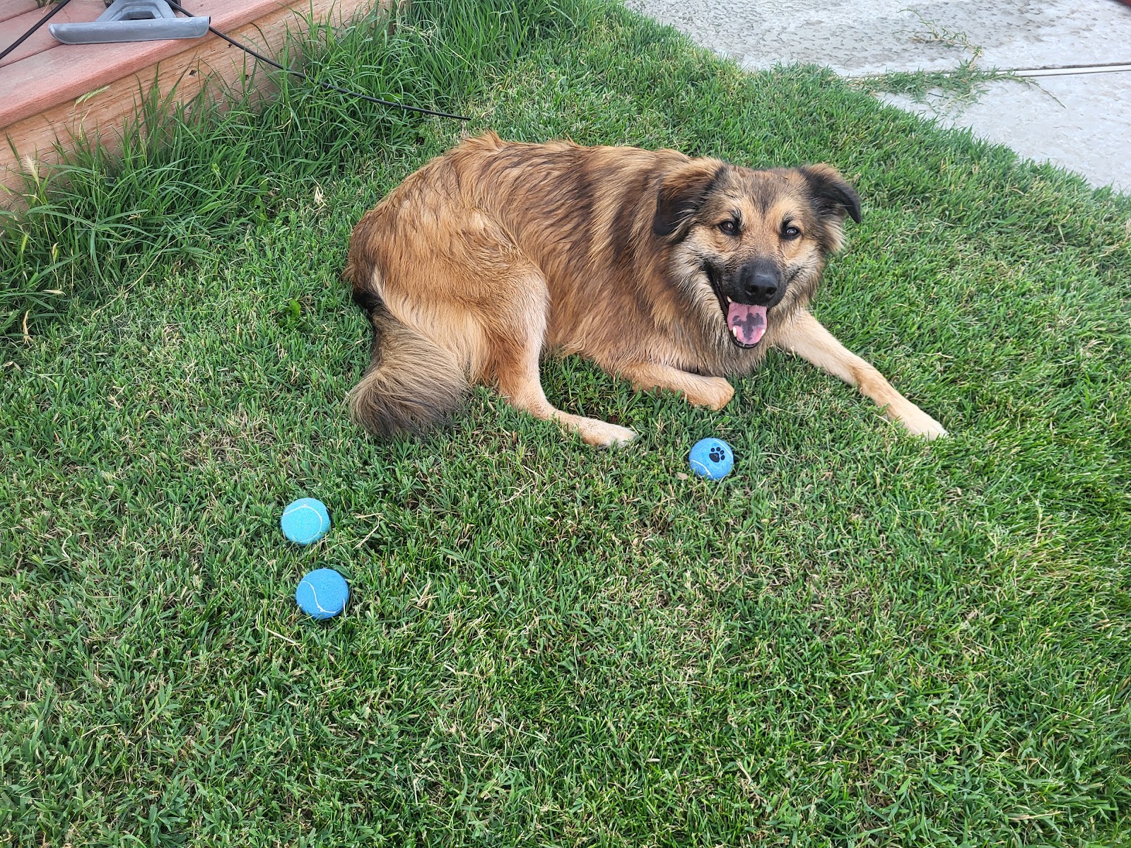 Scoop Hero Tri-Cities Pooper Scooper Service - Photo 3