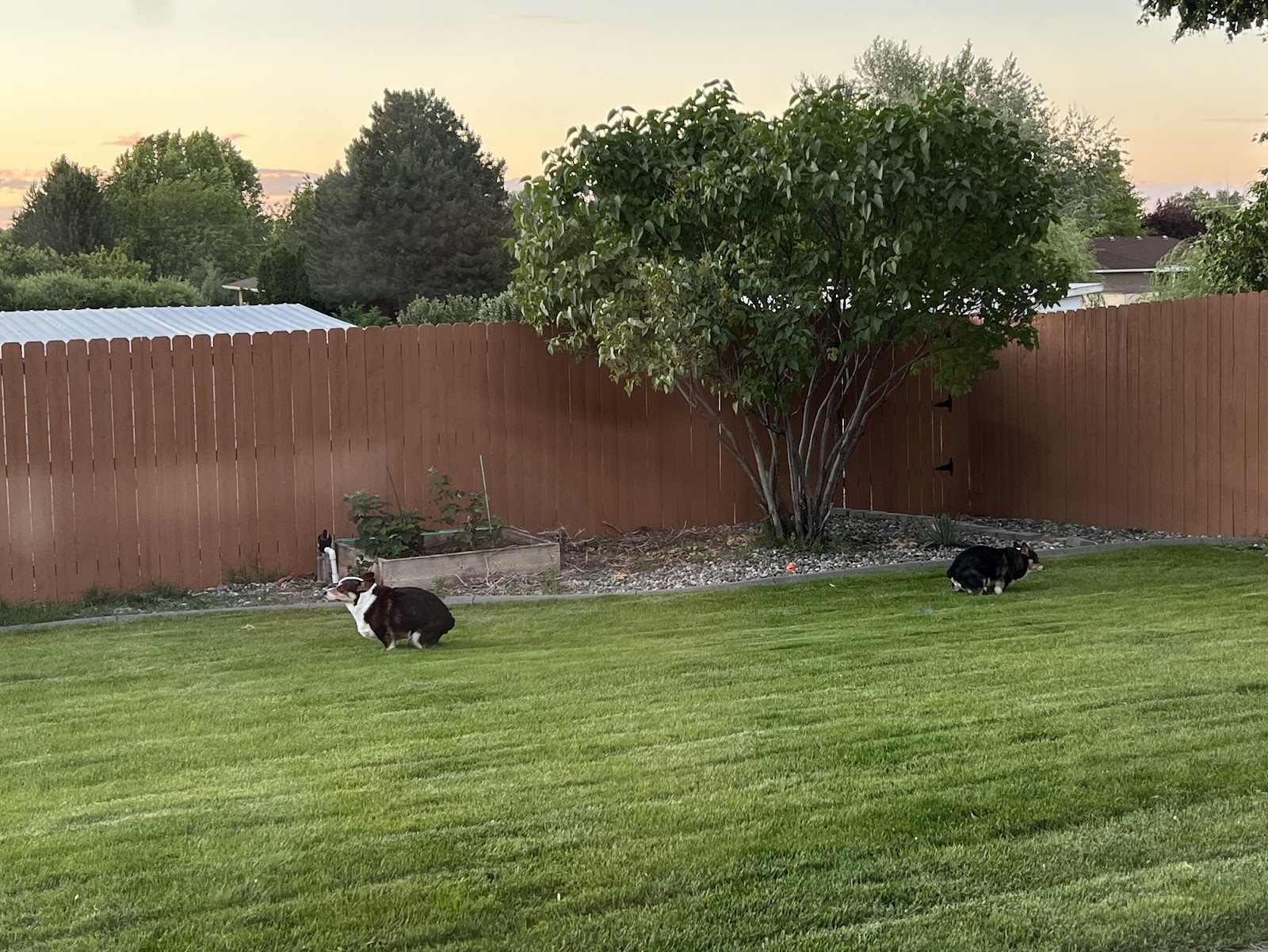 Scoop Hero Tri-Cities Pooper Scooper Service - Photo 4