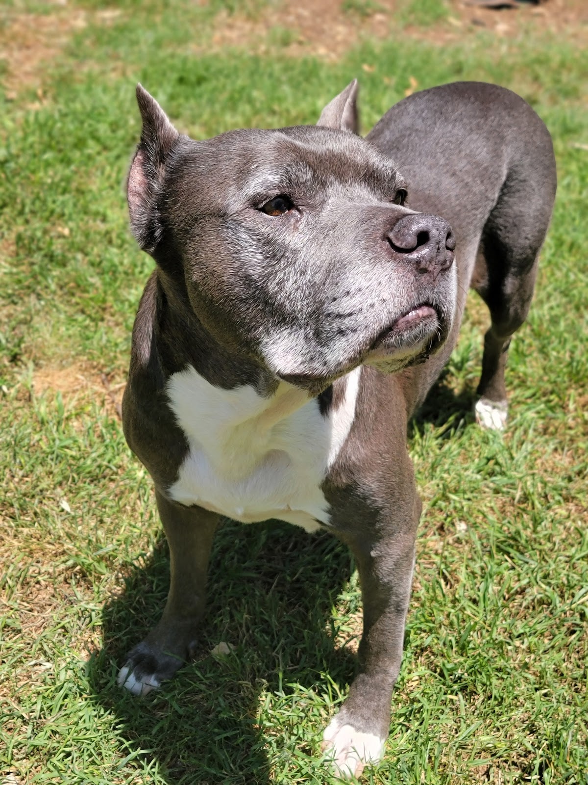 Southwest Scoops Pet Waste Removal, LLC. - Photo 3