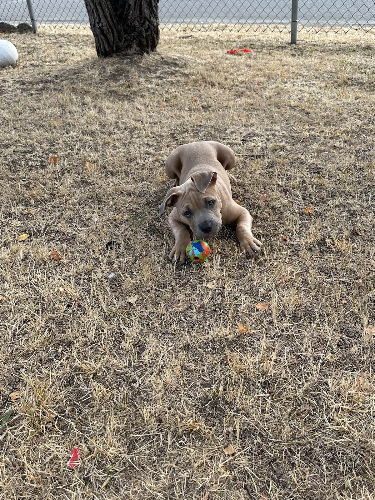 Pet Peeve Poop Scoop