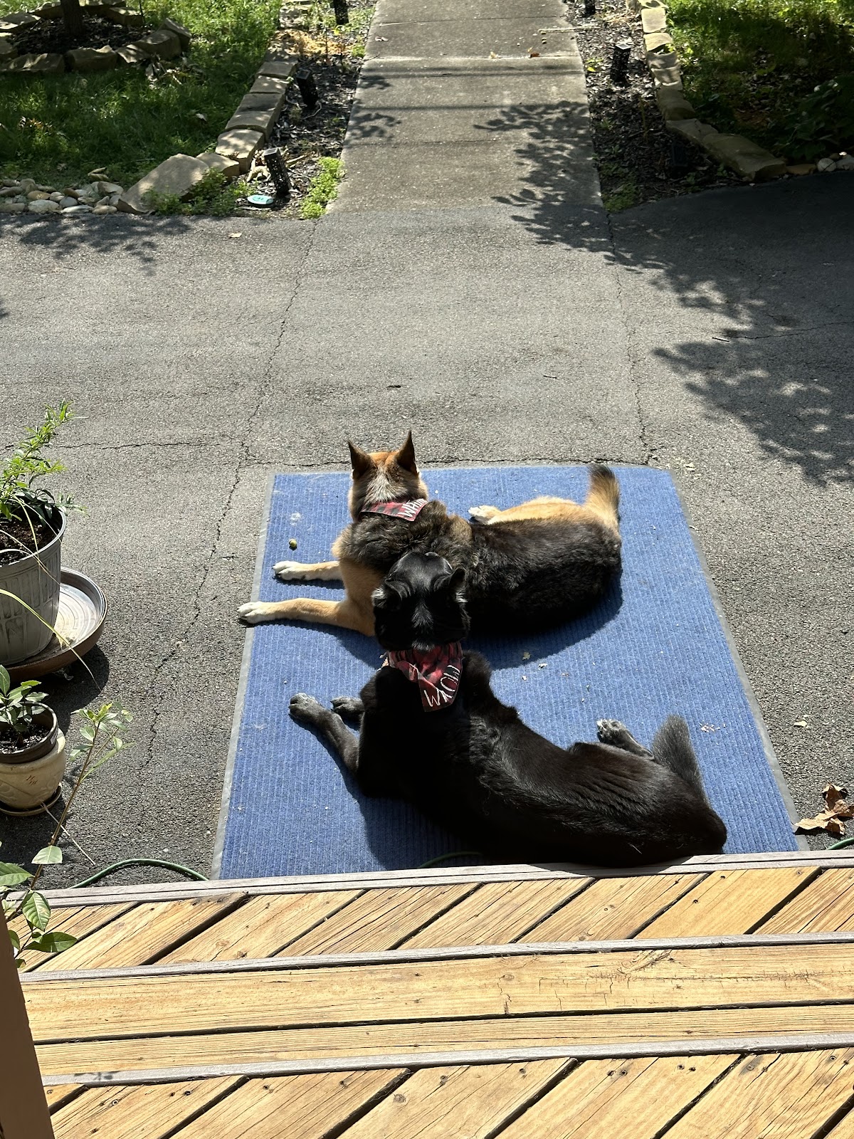 U Poop We Scoop - Photo 4